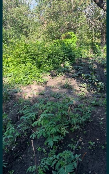 Срочно продам дачу в Текели