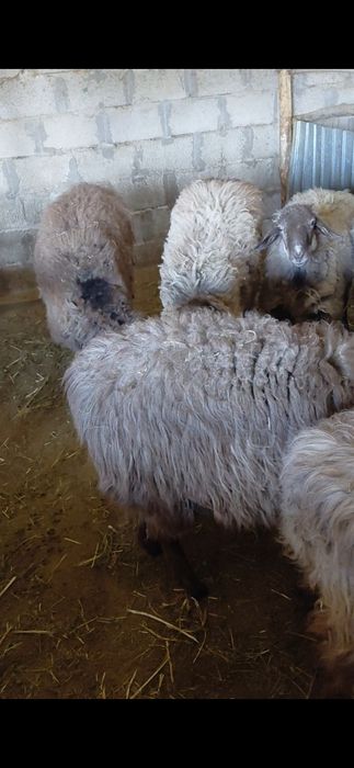 Семіз тоқты қошқарлар бар