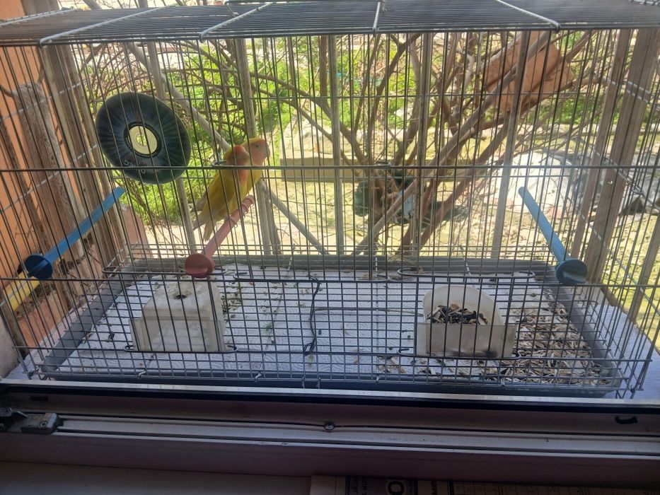 Попугаи неразлучники