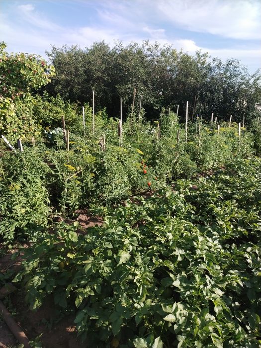 Продам дачу, в районе Пригородны, Черемушки