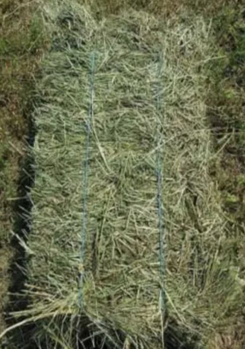 Balotii fan si lucerna