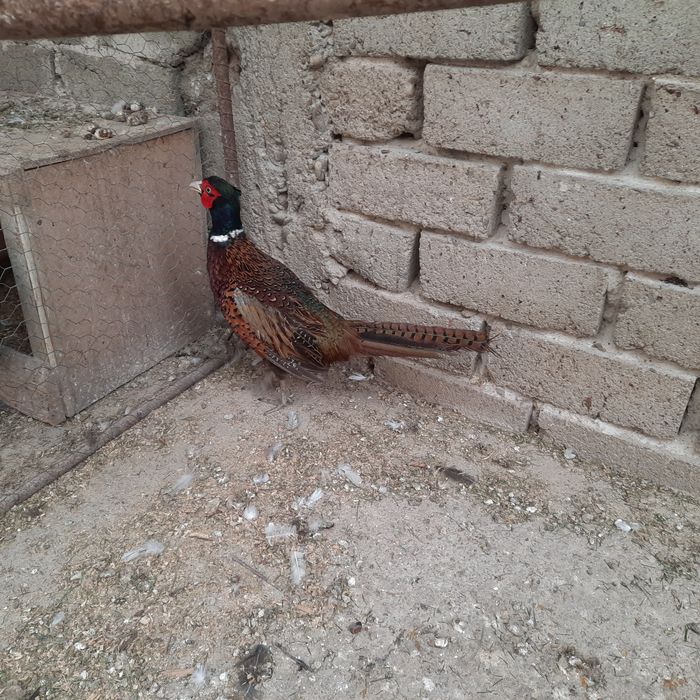 Fazani comuni pereche .