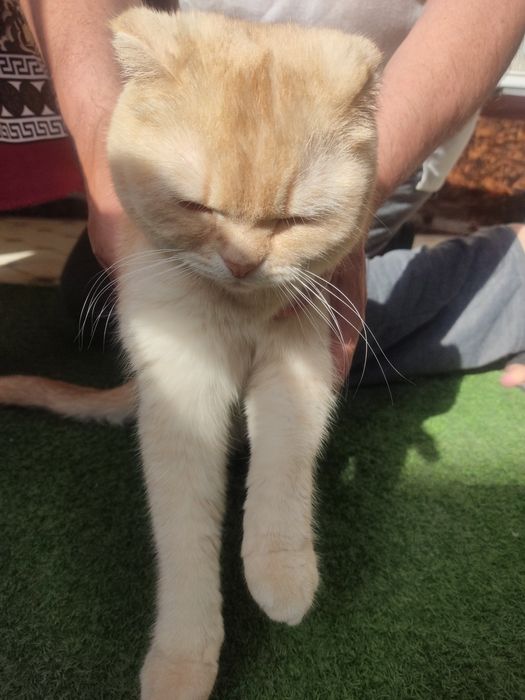 Scottish fold кошка