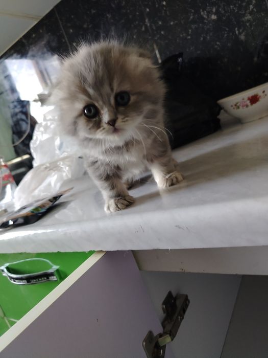 Продаются котята
