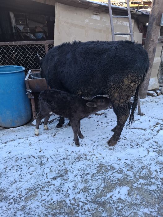 Срочно еки бас бузаулы кашар сатылады