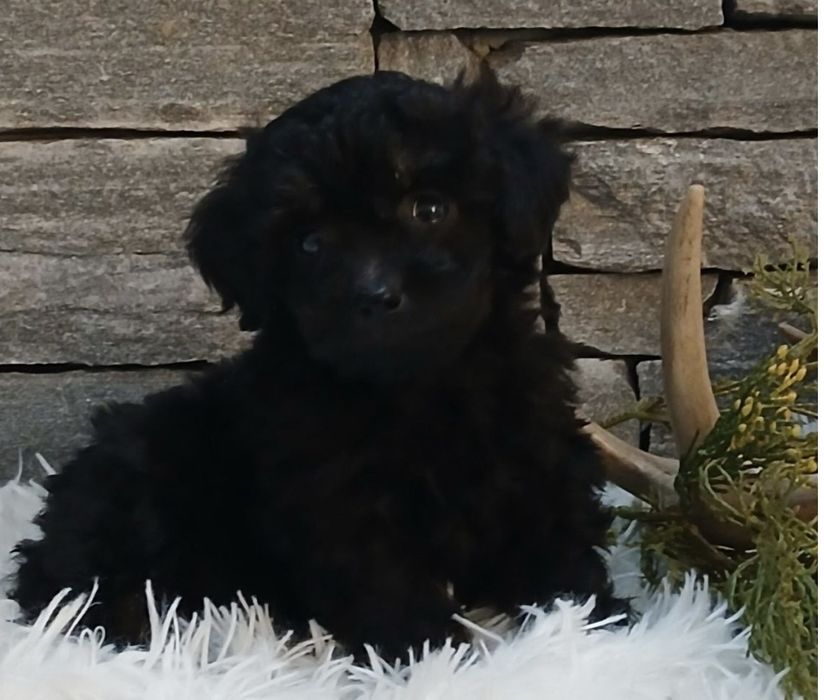 Мини пудел той пудел момиче