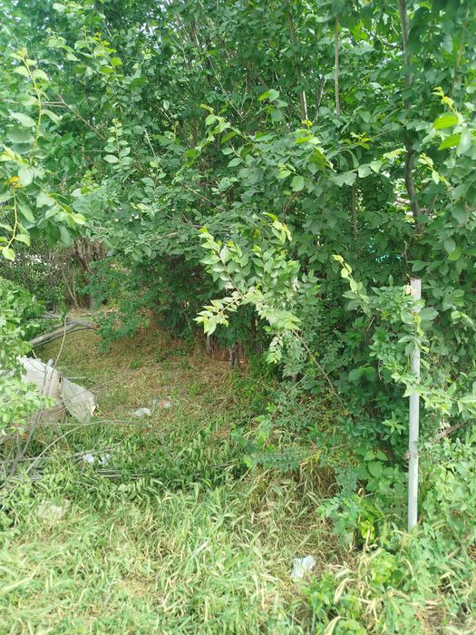 Даром дрова заберите