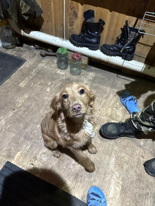 Пропала собака  !