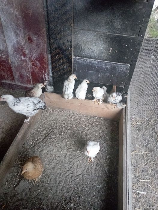 Vînd trei găini americane și un cocoș , găini pui rațe și iepuri