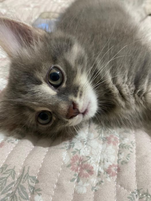 Отдам кошку в добрые руки(бесплатно)