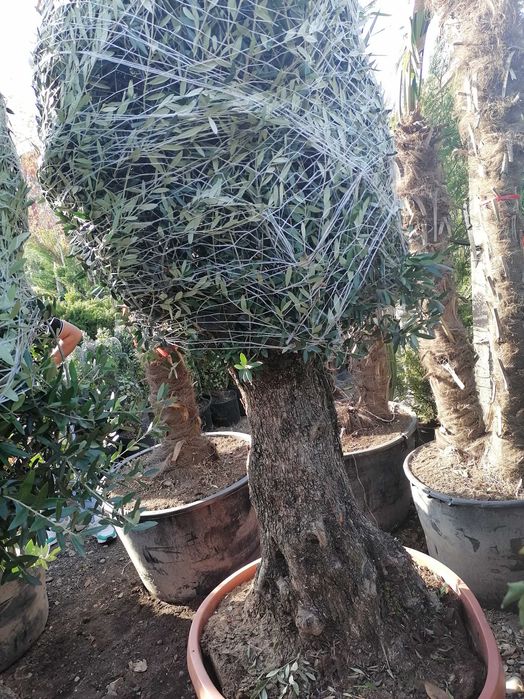 Tuia leylandi, columnaris, spirală, tei, platan, mesteacăn, brazi.