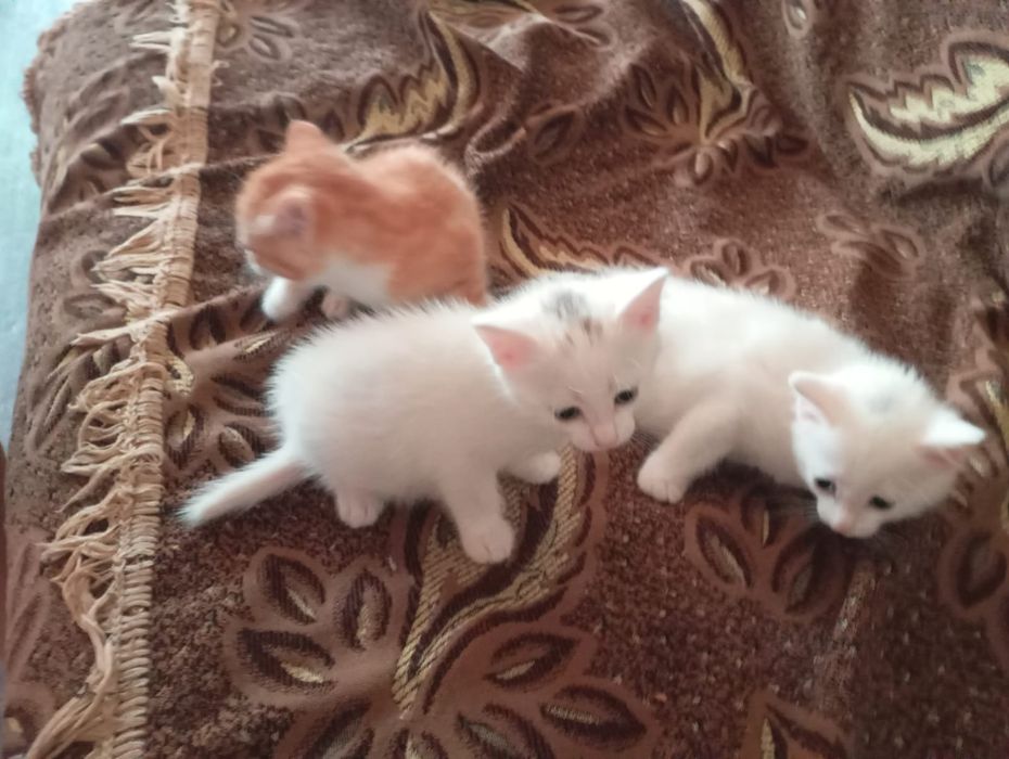 Продам новорожденных котят