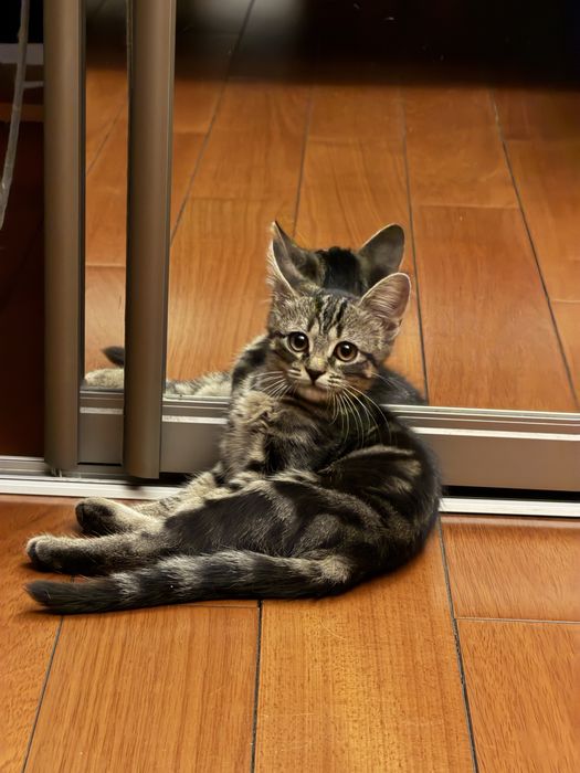 Котенок в добрые руки