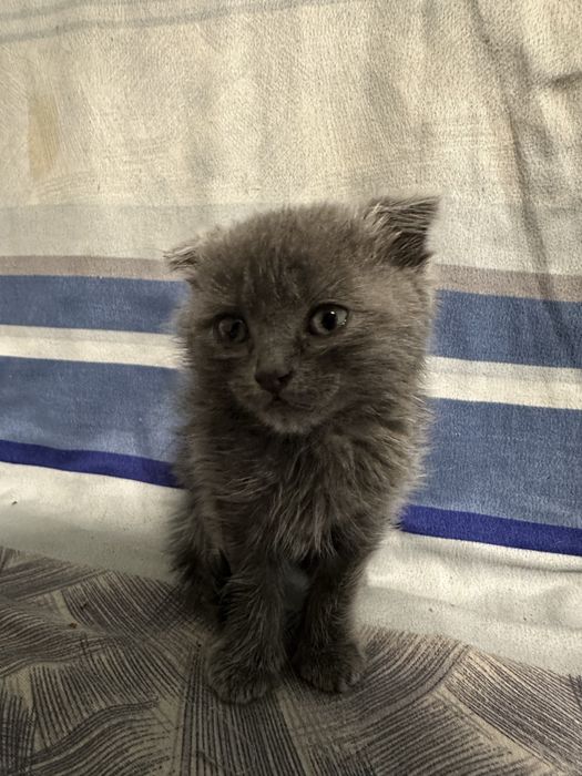 Продам котенка срочно