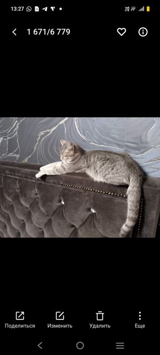 Отдаём кошку британская