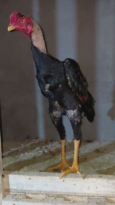 Дакан молодой петух