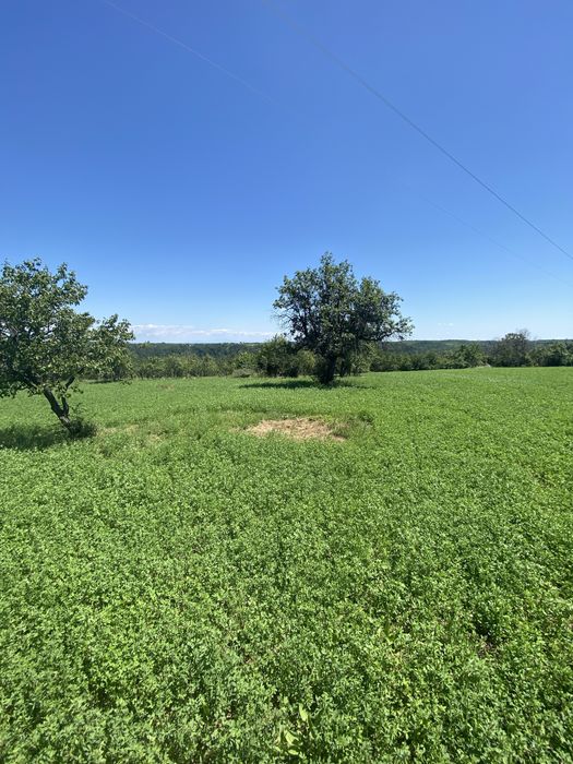 Proprietar, Vand teren intravilan 16600 mp, parcelabil, Comuna Cocu, Arges
