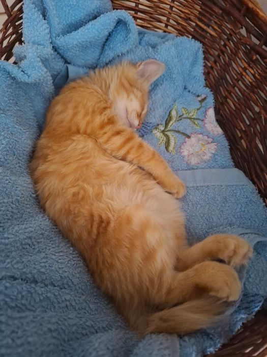 Котенок в добрые руки