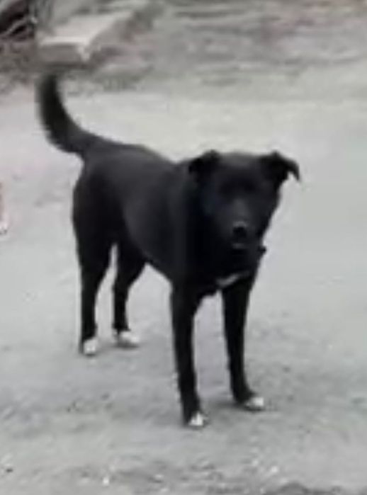 Розыск - Пропал пёс Блэк