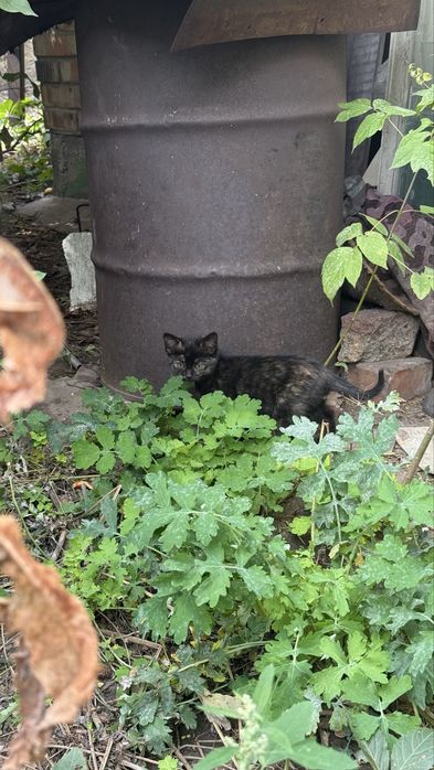 Котята ищут семью