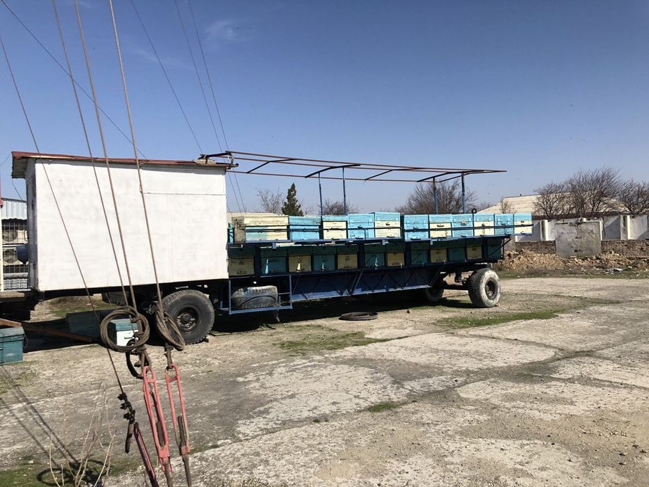 продается пасика с пчёлами.