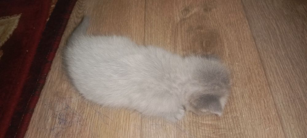 Котята вислоухие, девочки