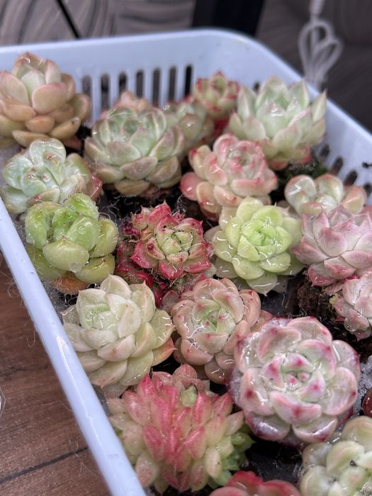 Суккуленты любой 2500