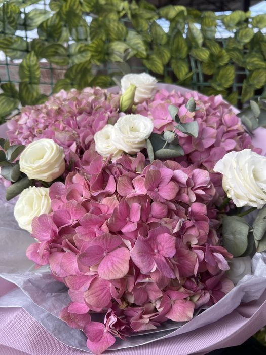Гортензия белые розы