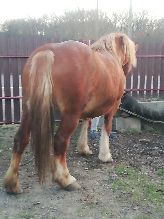 Vând o iapă de 6 ani