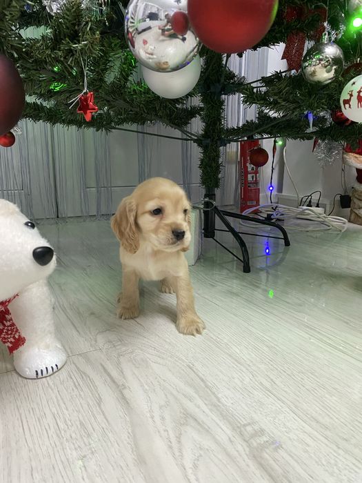 Cocker Spaniel disponibil