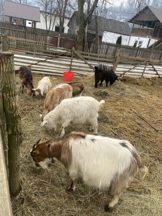 Vand 5 capre si 1 țap