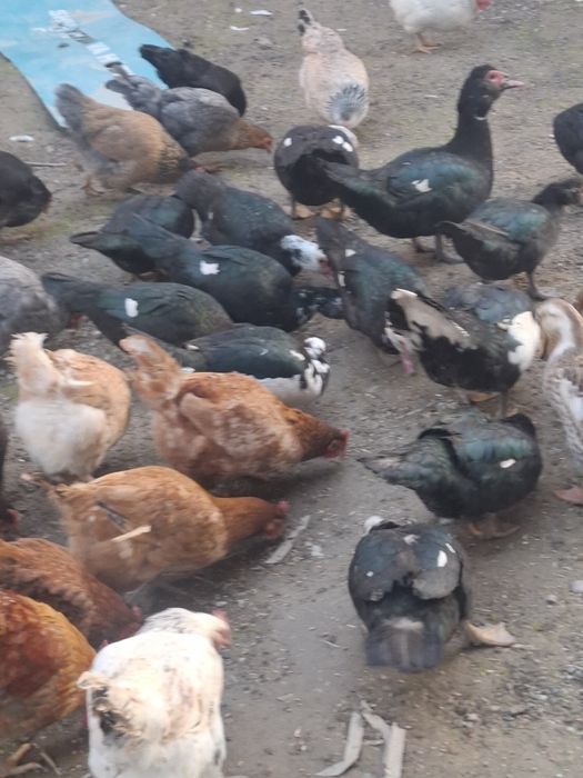 Урдак товуклар сотилади