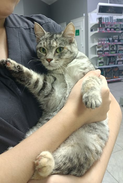 Кошечка в добрые руки