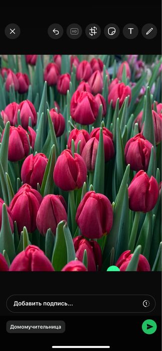 Тюльпаны к 8 марта с теплицы в Караганде!