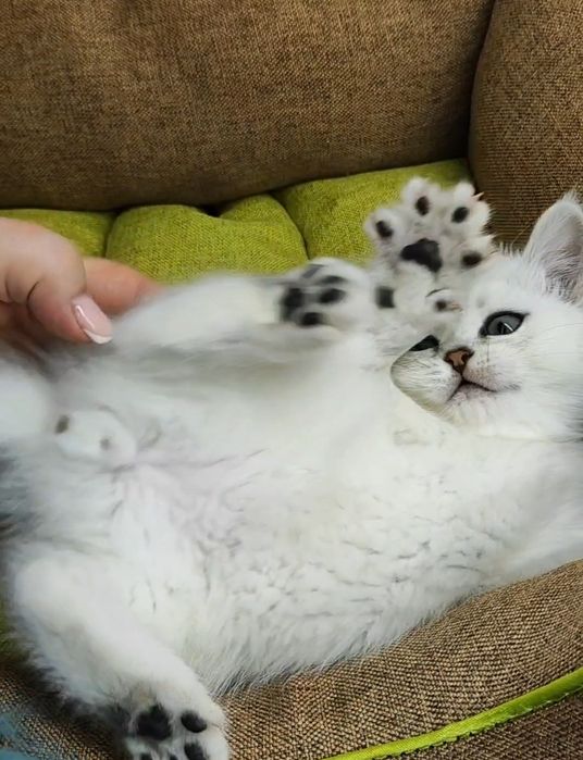 Очаровательные британские котята