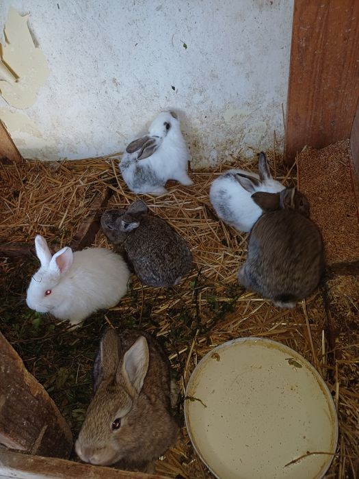 Vand iepuri de o luna