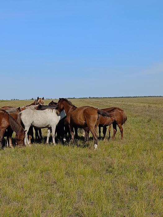 Продам лошадь семи летку