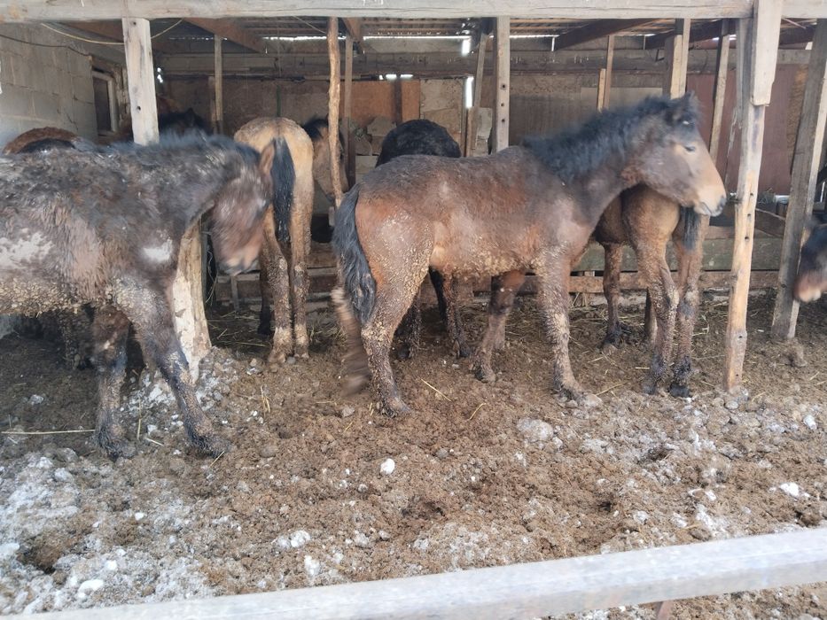 Бордакы тайлар сатылады