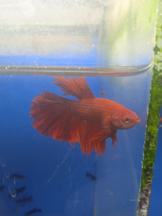 Петушки в аквасалоне нептун