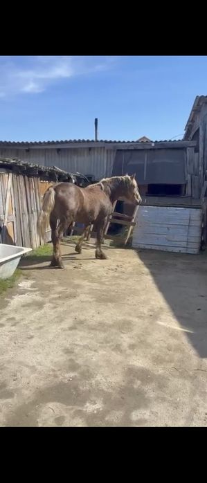 Жеребец кобылка тяжеловоз лошадь