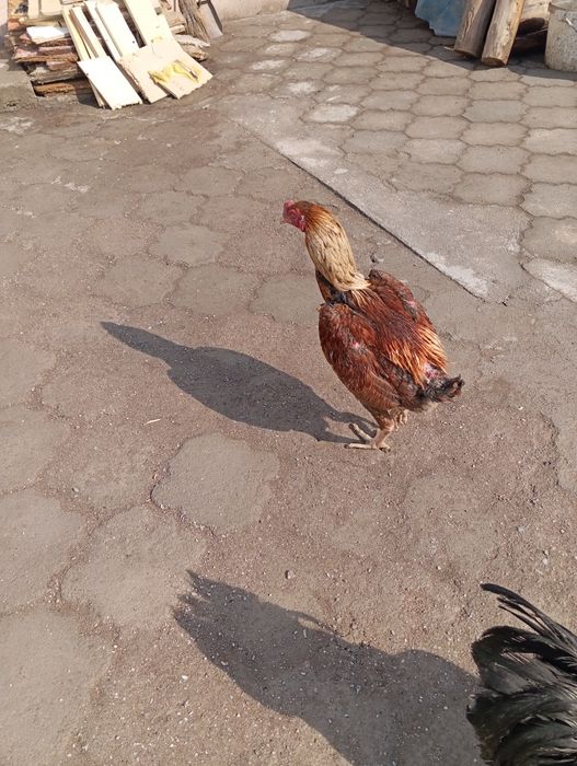 Продам курят влд