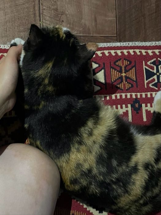 кошка в хорошие руки