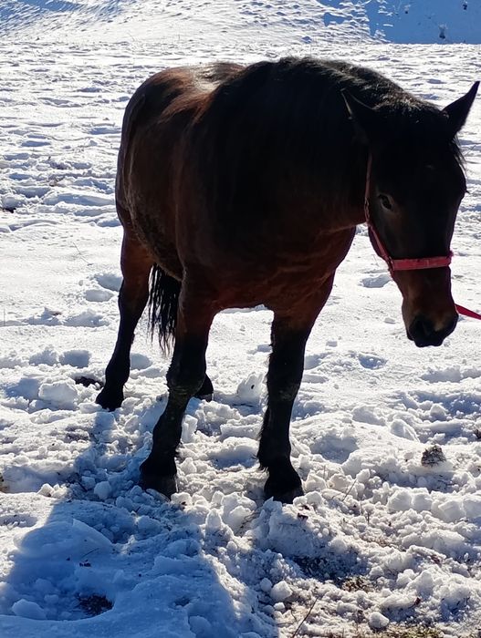 Vînd un Harmăsar de 2 ani