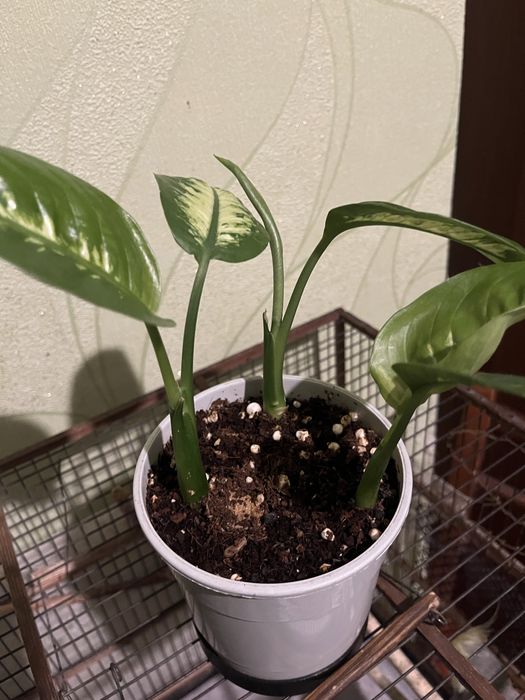 Продам Цветок , диффенбахия