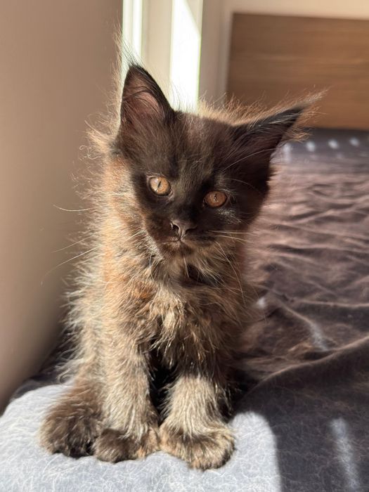 Котенца Мейн Кун