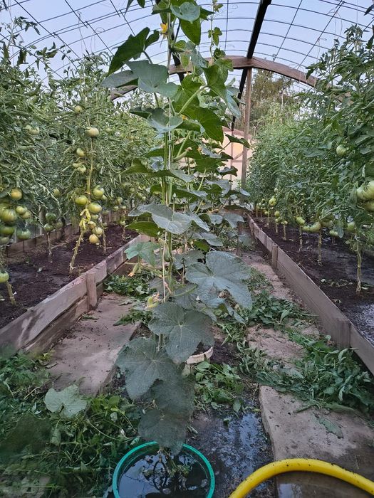 Продам дачу на Солнечной долине