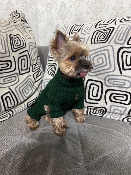 Вязаная одежда для кошек и собак