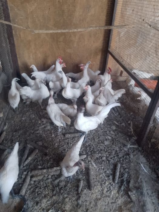 de vânzare găinușe