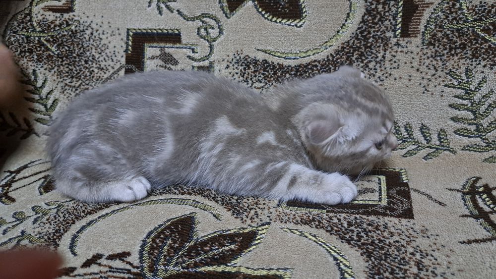 Продам  шотландского котенка