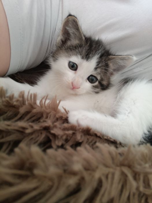 Отдам в хорошие руки котенка ..